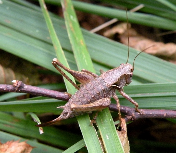 Tettigonidae